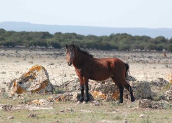 Terre collettive, petizione popolare contro il rischio di un nuovo “Editto delle Chiudende”