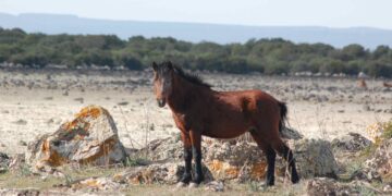 Terre collettive, petizione popolare contro il rischio di un nuovo “Editto delle Chiudende”
