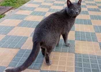 Quartu Sant’Elena, smarrito Ciro in via Tibula: aiutateci a ritrovarlo