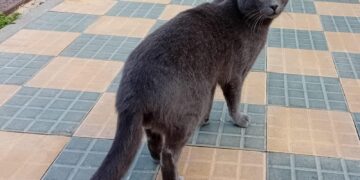 Quartu Sant’Elena, smarrito Ciro in via Tibula: aiutateci a ritrovarlo