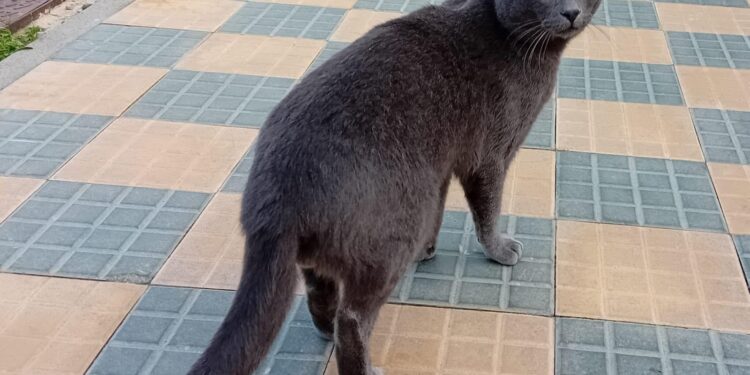 Quartu Sant’Elena, smarrito Ciro in via Tibula: aiutateci a ritrovarlo