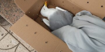 Cagliari, un gabbiano morto e nessuno che lo porti via: “Dalle istituzioni solo scaricabarile”