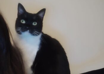 Radio Zampetta Sarda, gatta scomparsa da via Polibio a Monserrato