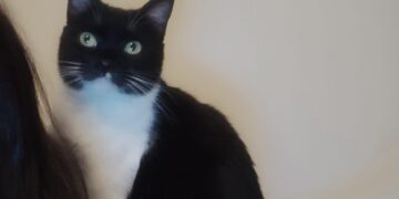 Radio Zampetta Sarda, gatta scomparsa da via Polibio a Monserrato