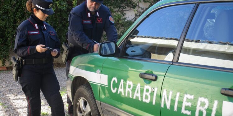 Cagliari, pappagalli in vendita tenuti in condizioni precarie: i carabinieri denunciano la titolare di un negozio