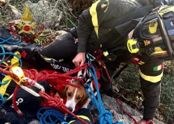 Masua, cane da caccia insegue un gregge di capre e resta bloccato: salvato dai vigili del fuoco