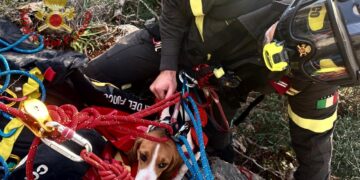 Masua, cane da caccia insegue un gregge di capre e resta bloccato: salvato dai vigili del fuoco