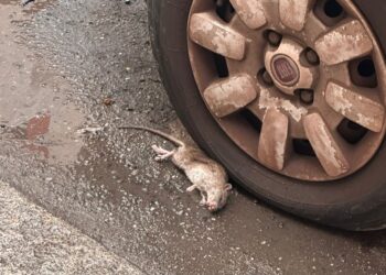 Topi a Stampace, a Cagliari fioccano le segnalazioni: “Nuotano nel water”