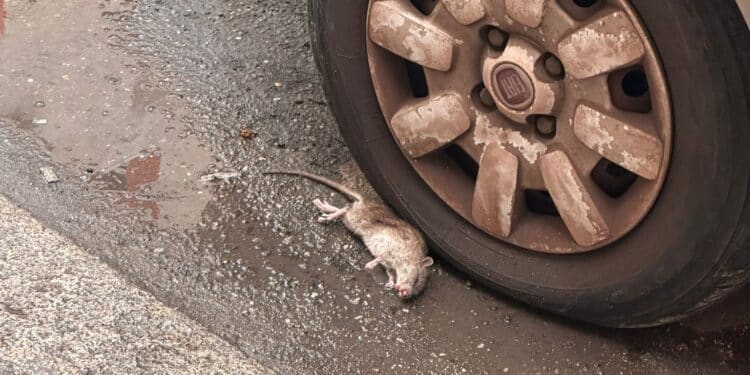 Topi a Stampace, a Cagliari fioccano le segnalazioni: “Nuotano nel water”