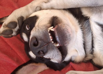 Capoterra, quattro zampe in passerella in veste natalizia: “Momento di socialità e solidarietà”