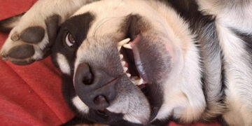 Capoterra, quattro zampe in passerella in veste natalizia: “Momento di socialità e solidarietà”