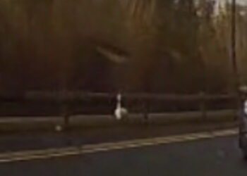 Quartu, sorpresa nel lungosaline: fenicottero passeggia sulla carreggiata