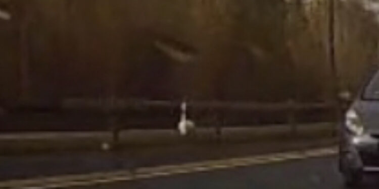 Quartu, sorpresa nel lungosaline: fenicottero passeggia sulla carreggiata