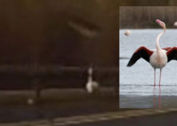 Fenicotteri, gabbiani, nutrie e cornacchie investiti dalle vetture in corsa a Quartu: “Non ci sono protezioni per gli animali”