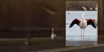 Fenicotteri, gabbiani, nutrie e cornacchie investiti dalle vetture in corsa a Quartu: “Non ci sono protezioni per gli animali”