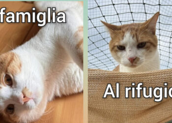 Radio Zampetta Sarda- La triste storia di Mimi, in cerca di una famiglia per la vita