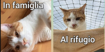 Radio Zampetta Sarda- La triste storia di Mimi, in cerca di una famiglia per la vita