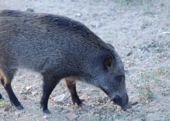 Pensionato muore attaccato da un cinghiale durante una battuta di caccia