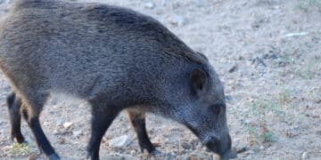 Pensionato muore attaccato da un cinghiale durante una battuta di caccia