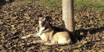 Cane muore a causa dei botti di fine anno, i volontari: “Siamo devastati”