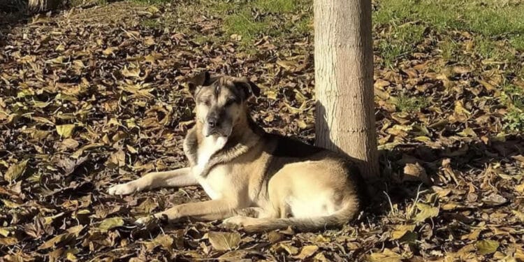 Cane muore a causa dei botti di fine anno, i volontari: “Siamo devastati”