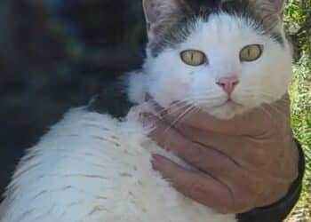 Radio Zampetta Sarda, smarrito Leo a Sant’Isidoro