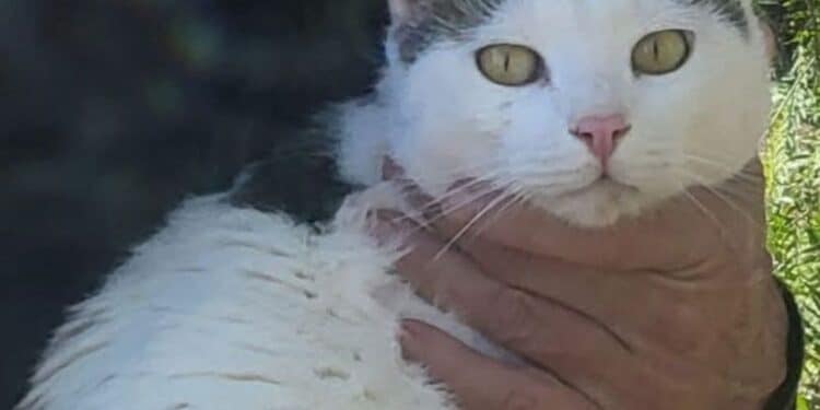 Radio Zampetta Sarda, smarrito Leo a Sant’Isidoro