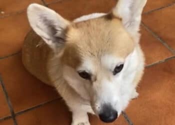 Capoterra, cagnolina a spasso sulla 195 salvata dagli automobilisti che hanno rallentato