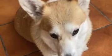 Capoterra, cagnolina a spasso sulla 195 salvata dagli automobilisti che hanno rallentato