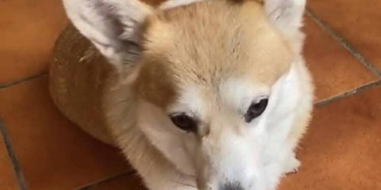 Capoterra, cagnolina a spasso sulla 195 salvata dagli automobilisti che hanno rallentato