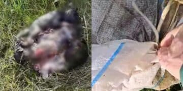 Carbonia, orrore a Is Urigus: tre  cuccioli di cane rinchiusi dentro un sacco e gettati via come se fossero spazzatura