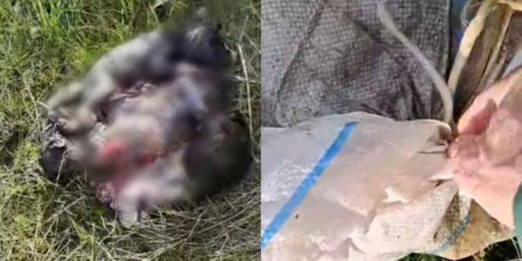 Carbonia, orrore a Is Urigus: tre  cuccioli di cane rinchiusi dentro un sacco e gettati via come se fossero spazzatura