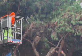 Pini abbattuti in via Cimabue a Quartu, il Comune: “Intervento necessario” -VIDEO