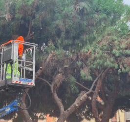 Pini abbattuti in via Cimabue a Quartu, il Comune: “Intervento necessario” -VIDEO