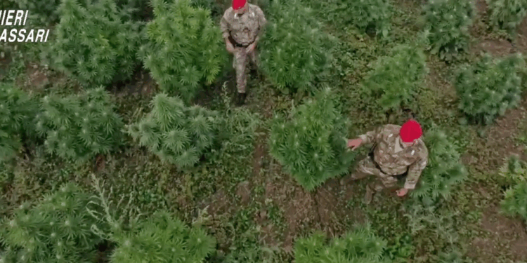 Maxi operazione dei carabinieri in Sardegna, 21 misure cautelari per traffico di stupefacenti