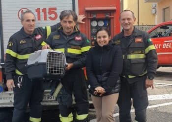Gattino intrappolato nel vano motore viaggia fino a Quartu: salvato dai vigili del fuoco