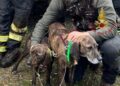 Fanno un volo di 40 metri e finiscono in un dirupo a Villasalto, salvati due cani da caccia