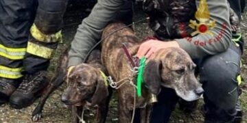 Fanno un volo di 40 metri e finiscono in un dirupo a Villasalto, salvati due cani da caccia