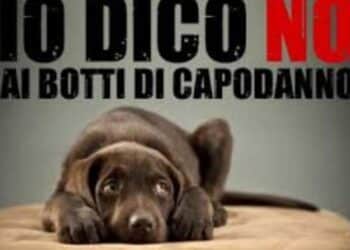 Botti e petardi a Capodanno, allarme cani e gatti anche in Sardegna: rischio infarti e traumi