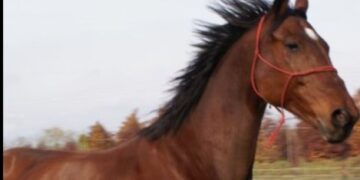 Ussana, investita ua cavalla che in grembo portava il suo cucciolo: l’animale giace in terra da ore