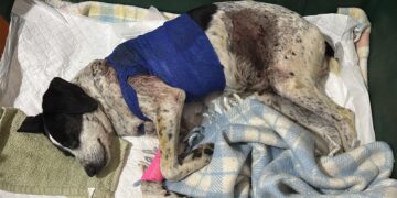 Ferita gravemente da un cinghiale e da un cappio trappola, la cagnetta Briciola ha bisogno del nostro aiuto