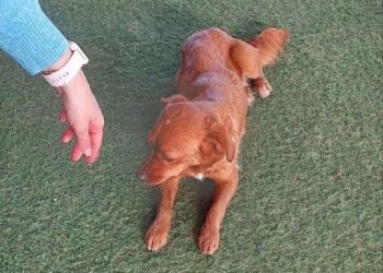 Villasor, scatta l’adozione del cuore col cucciolo ritrovata oggi nei pressi di un ristorante