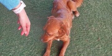 Villasor, scatta l’adozione del cuore col cucciolo ritrovata oggi nei pressi di un ristorante