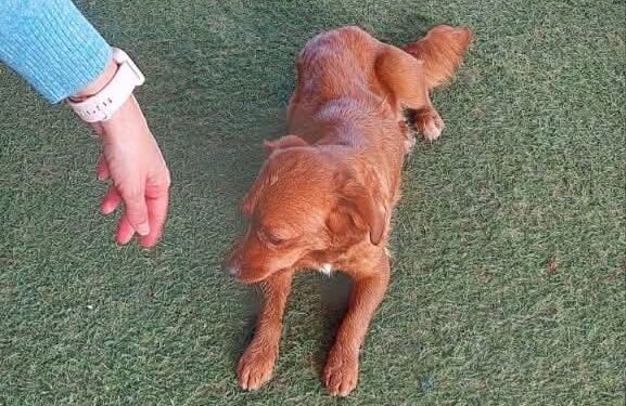 Villasor, scatta l’adozione del cuore col cucciolo ritrovata oggi nei pressi di un ristorante