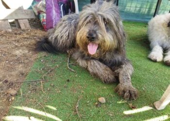 Radio Zampetta Sarda, smarrita Nanà da Assemini: aiutateci a ritrovarla