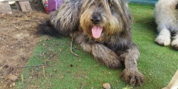 Radio Zampetta Sarda, smarrita Nanà da Assemini: aiutateci a ritrovarla