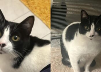 Cagliari, i padroni cercano disperatamente la gattina Mia smarrita: sos per ritrovarla al più presto