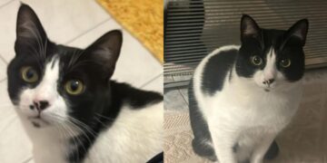 Cagliari, i padroni cercano disperatamente la gattina Mia smarrita: sos per ritrovarla al più presto