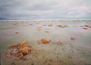 Poetto, dopo la super mareggiata la spiaggia invasa dalle strane alghe rosse: arrivano quasi sino alla strada