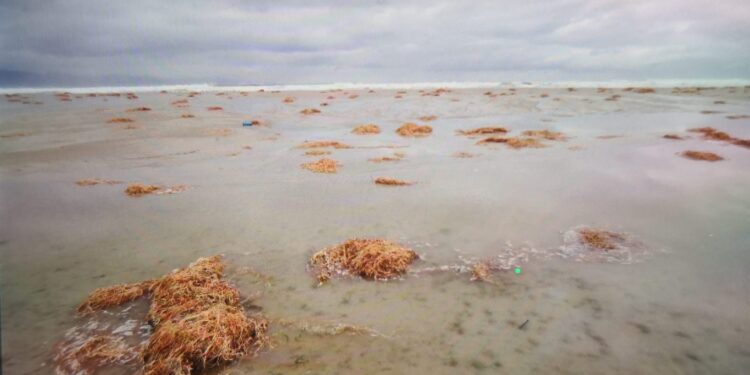 Poetto, dopo la super mareggiata la spiaggia invasa dalle strane alghe rosse: arrivano quasi sino alla strada